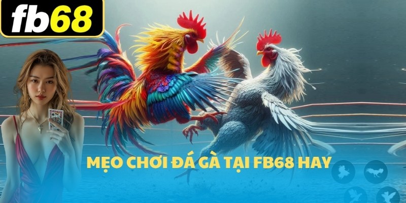 Đá Gà FB68 2025 3 Mẹo chơi đá gà tại FB68 hay